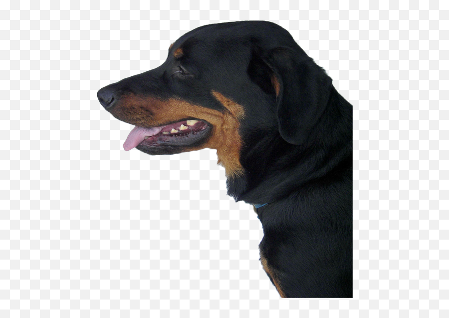 Rottweiler Looking - Collar Emoji,Rottweiler Emoji