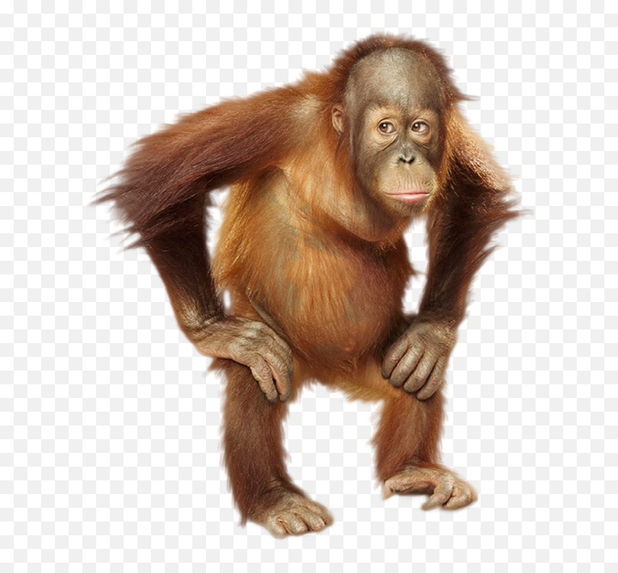 Orangutan Png Hd Image - High Quality Image For Free Here Emoji,Gorilla Face Emoji