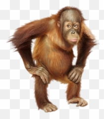 Orangutan Png Hd Image - High Quality Image For Free Here Emoji,Gorilla Face Emoji