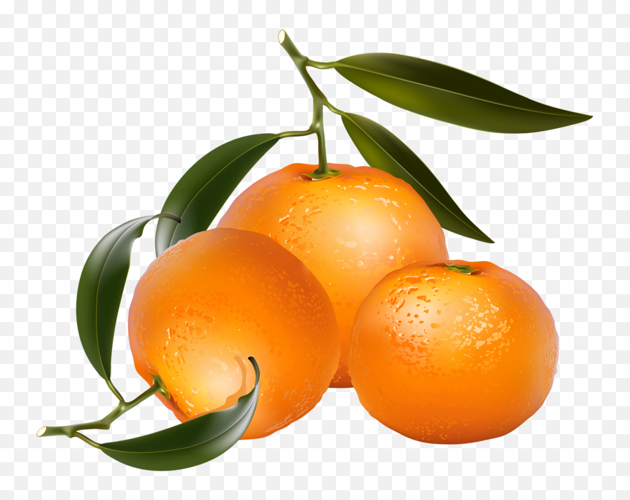 Clip Art Of Citrus Fruit - Free Clip Art Oranges Png Orange Fruit Png Art Emoji,Tangerine Emoji