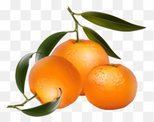Clip Art Of Citrus Fruit - Free Clip Art Oranges Png Orange Fruit Png Art Emoji,Tangerine Emoji