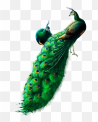 Free Peacock Transparent Download Free Clip Art Free Clip - Peacock White Background Hd Emoji,Peacock Emoticon Iphone