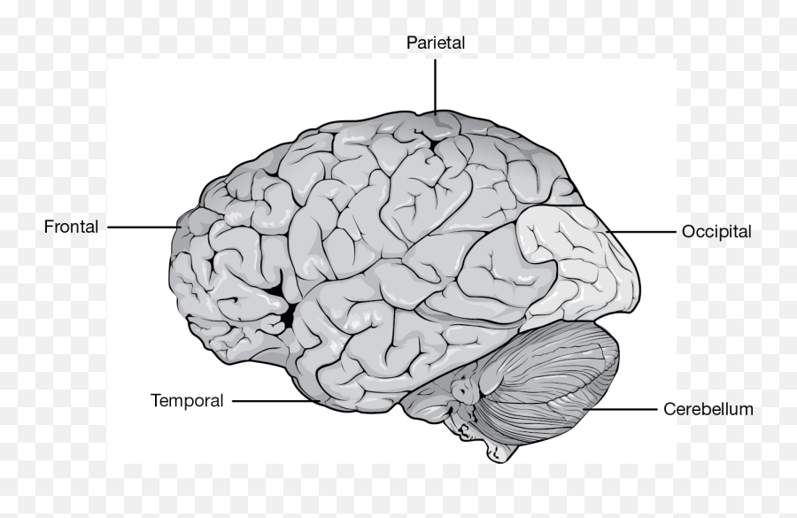 Aging Of The Sensory And Nervous Systems Springer Publishing - Brain Emoji,Structures Of The Limbic System Involved With Emotions