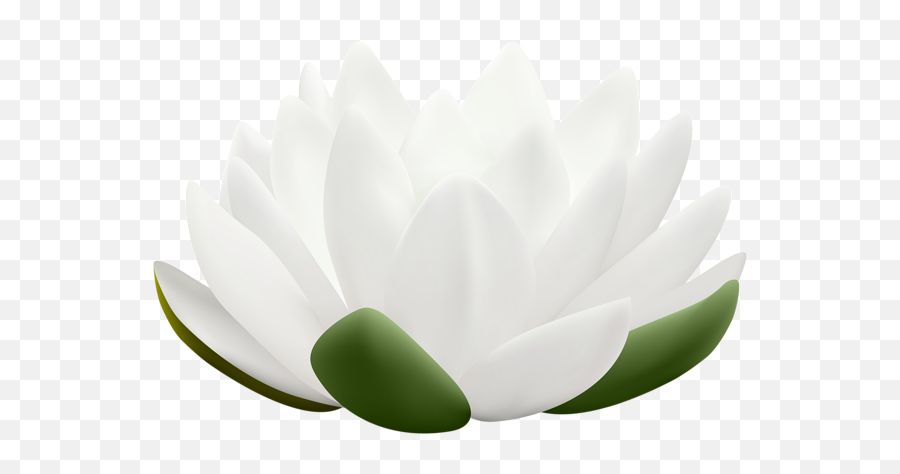 White Water Lily Flower Png Clipart Lily Flower Clip Art - Nymphaea Nelumbo Emoji,What Does Lotus Symbol With Writing Mean In Emojis