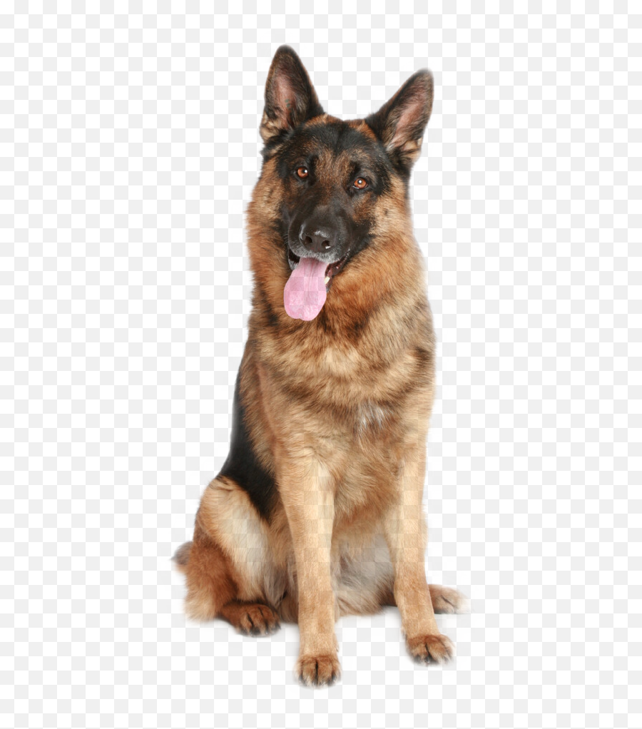 The Most Edited - German Shepherd Png Emoji,Gsd German Shepard Emojis