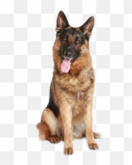 The Most Edited - German Shepherd Png Emoji,Gsd German Shepard Emojis