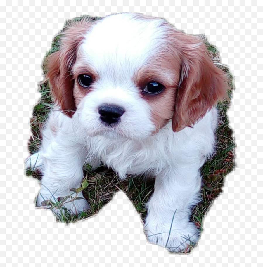 Koira Sticker - Cavalier King Charles Spaniel Emoji,Cavalier King Charles Spaniel Sticker Emoji