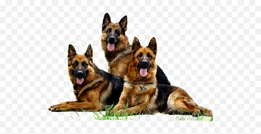 German Shepherd Png Free Image - German Shepherd Group Emoji,German Sheppherd Emotions Based On Ears