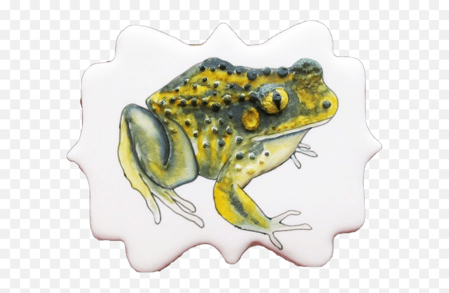 Bailey Marie Andree Classof2020 - American Bullfrog Emoji,Spadefoot Toad Emotion