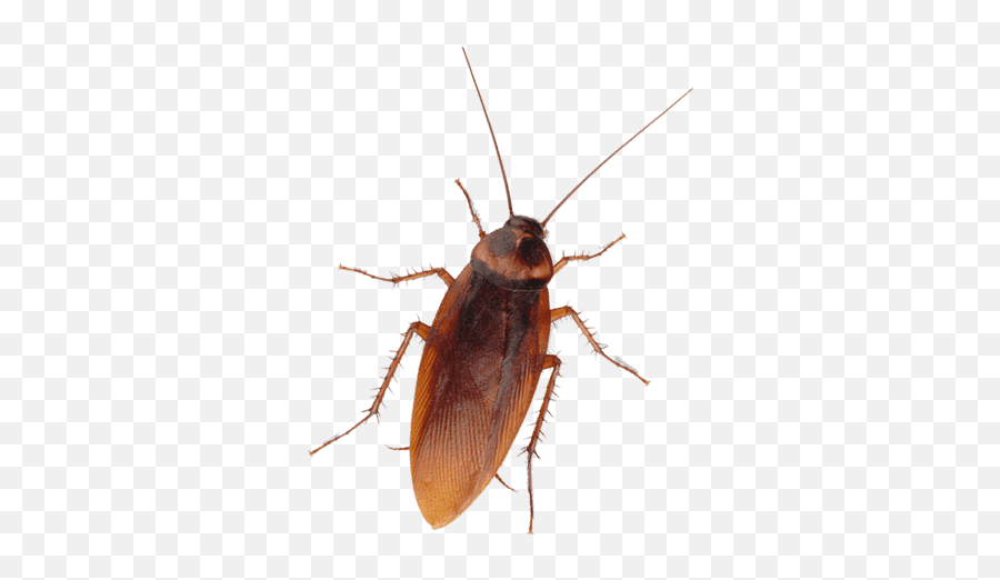 Dav Pest Control - Cockroach On Wall Png Emoji,Facebook Cockroach Emoticon