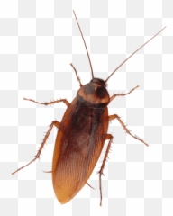 Dav Pest Control - Cockroach On Wall Png Emoji,Facebook Cockroach Emoticon