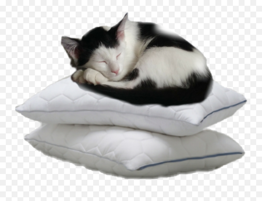 Sleeping Pillows Cat Sticker - Comfort Emoji,Cat Emoji Pillows