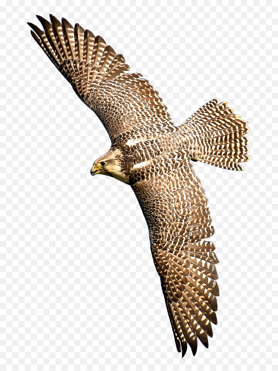 Coopers Hawk Png U0026 Free Coopers Hawkpng Transparent Images Emoji,Hawk Emoji