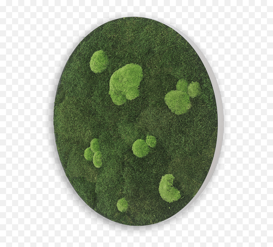 Moss Walls - Green Algae Emoji,Country Corner Decoration And Emotions