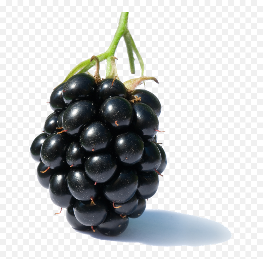 Blackberry Fruit - Clip Art Library Blackberry Fruit Emoji,Blackberry Emoji