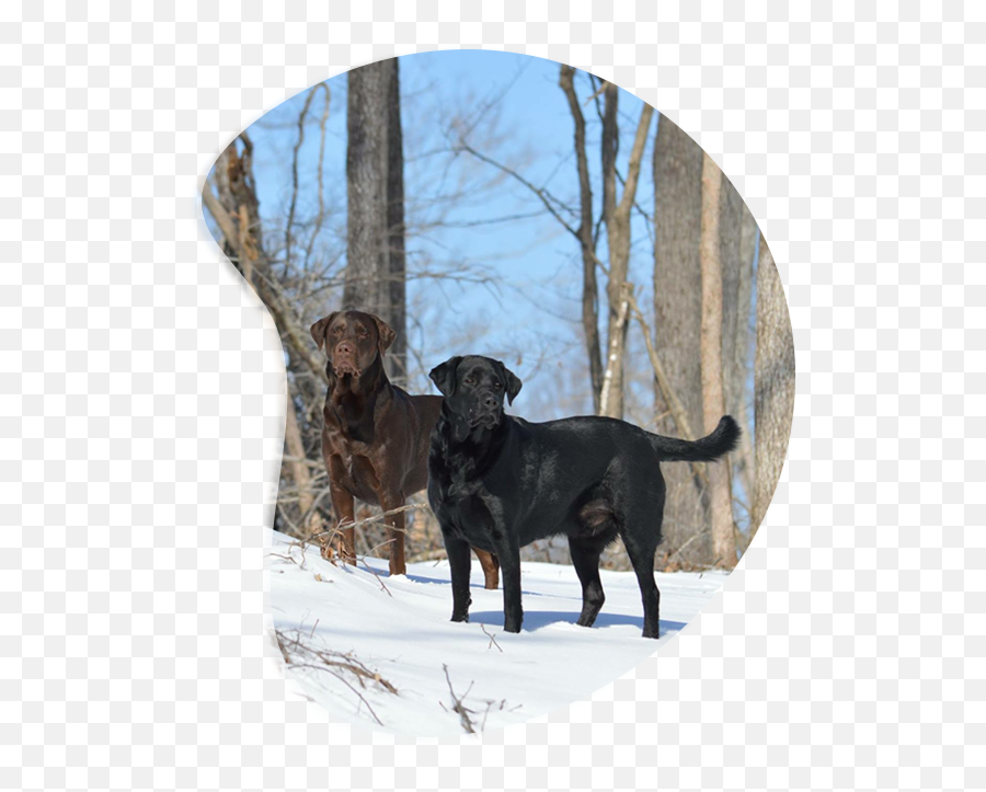 War Horse Hollow Inc - Labrador Retriever Emoji,Happy Birthday Emoticons With Labrador Retriever