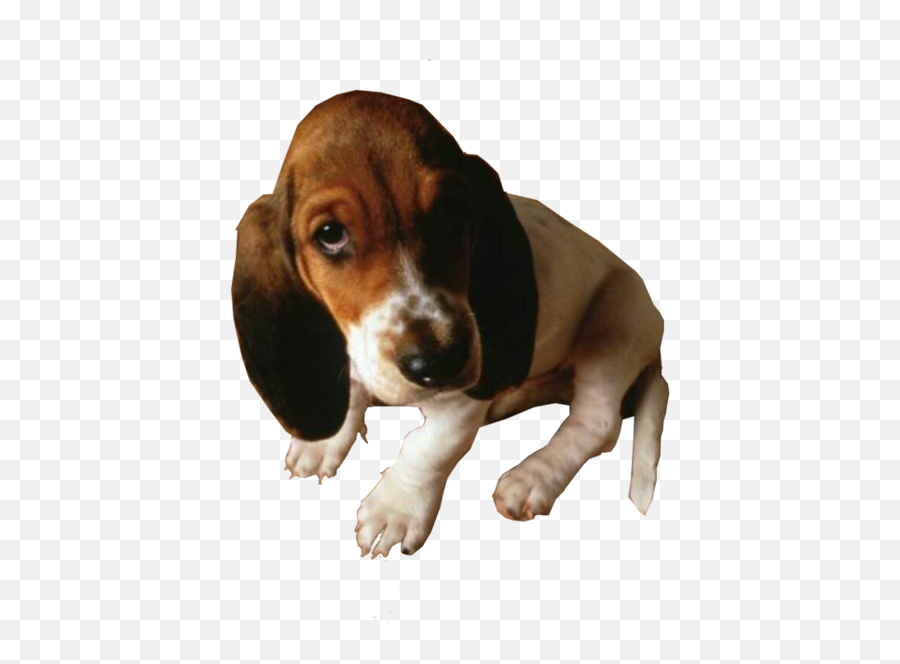Sad Looking Dog - Sad Looking Dog Emoji,Basset Hound Emoji
