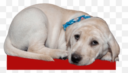 Sunshine Fund Helps Injured Homeless Pets - The Animal League Martingale Emoji,Cat Ears Headband Read Emotions