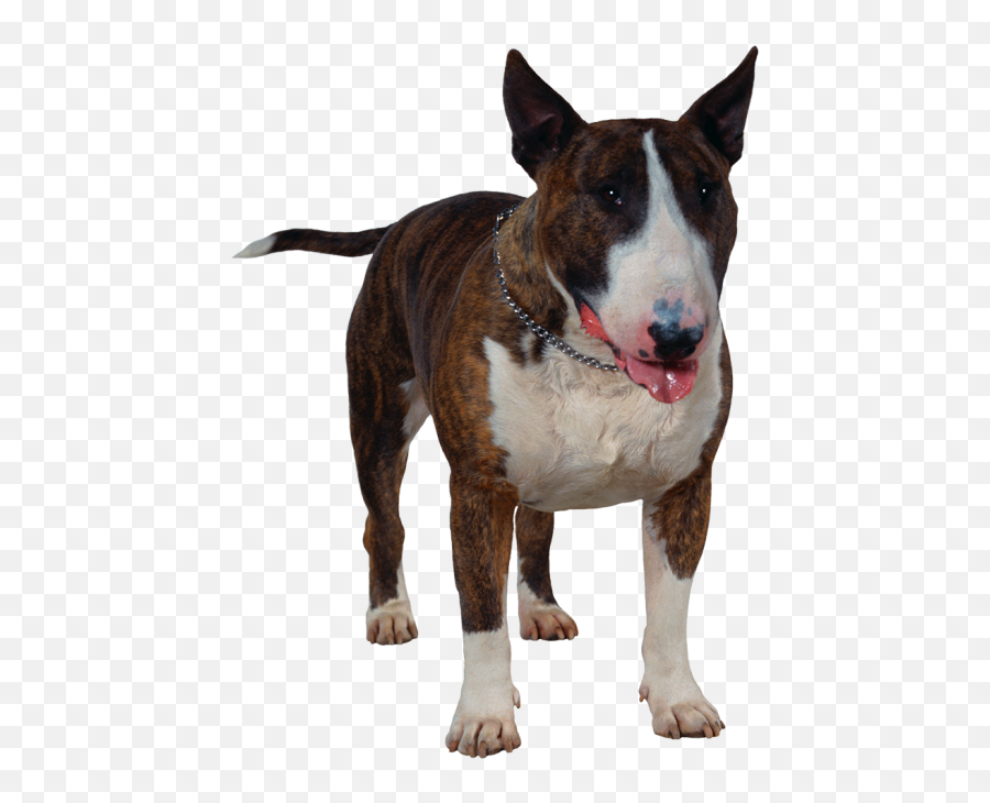 Dog Front Face View Png Images - Bull Terrier Png Emoji,Terrier Dog Emoji Png