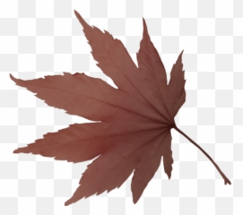 Freetoedit Leaf Sticker By M E R Y E M - Leaf Transparent Emoji,Leaf Emoji