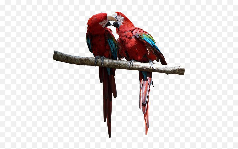 Parrots Birds Colorful - Free Image On Pixabay Emoji,Spinning Parrot Emoji