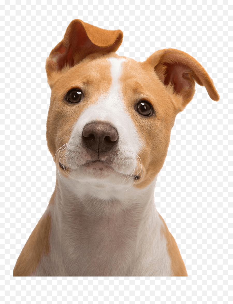 Jack Russell Terrier Bull Terrier Puppy - Transparent Dog Face Png Emoji,Jack Russell Emoji