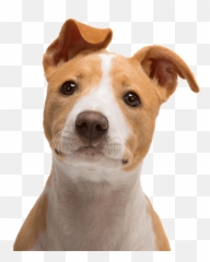 Jack Russell Terrier Bull Terrier Puppy - Transparent Dog Face Png Emoji,Jack Russell Emoji