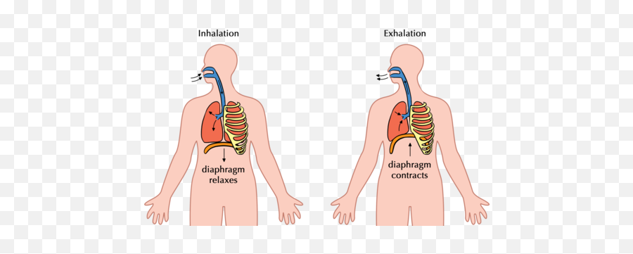 The Digestive System Systems In The Human Body Siyavula - Diagram Showing How Breathing Occurs Emoji,Emotion Code Heart Wall Flow Chart