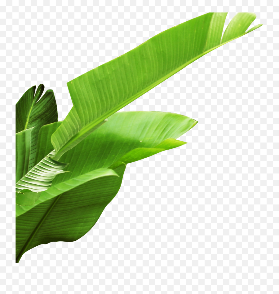 Banana Leaf Png Banana Leaf Banana - Transparent Background Banana Leaf Png Emoji,Weed Leaf Emoji Iphone
