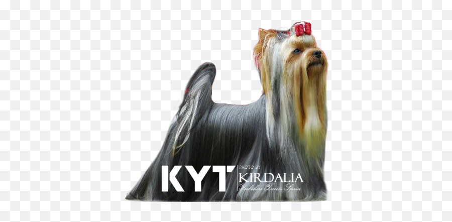 Yorkshire Toy Criadores Yorkshire Madrid - Skye Terrier Emoji,Tiida 2011 Emotion Estandar