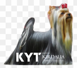 Yorkshire Toy Criadores Yorkshire Madrid - Skye Terrier Emoji,Tiida 2011 Emotion Estandar