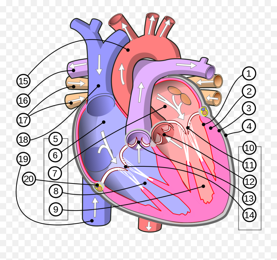 Ventrículo Izquierdo - Wikipedia La Enciclopedia Libre Anatomy Cardiovascular System Emoji,Como Se Pone El Emoticon De Ojos De Corazon
