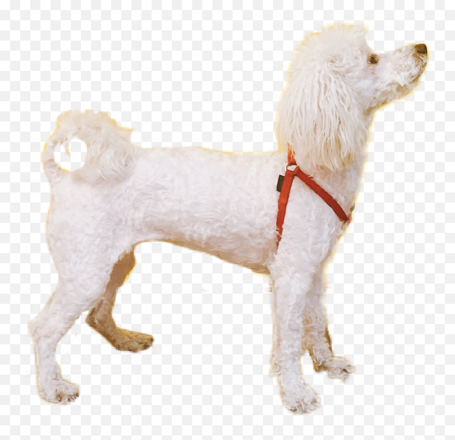 Puppy Dog Poodle Sticker - Dog Clothes Emoji,Poodle Emoji