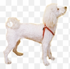 Puppy Dog Poodle Sticker - Dog Clothes Emoji,Poodle Emoji