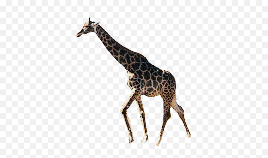 Largest Collection Of Free - Toedit Giraffen Stickers Northern Giraffe Emoji,Giraffe Emoji Iphone