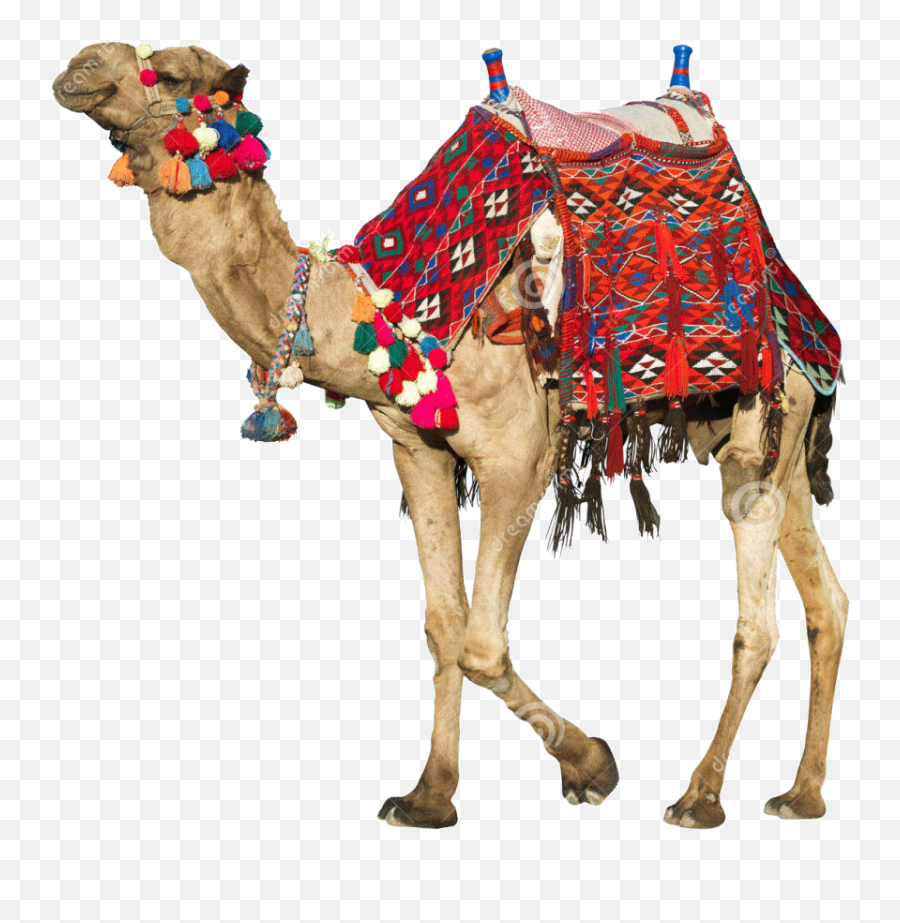 Camel Png Images Transparent Background - Rajasthani Camel Png Emoji,Clipart No Backs Transparent .png Format Emoticons