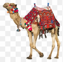 Camel Png Images Transparent Background - Rajasthani Camel Png Emoji,Clipart No Backs Transparent .png Format Emoticons