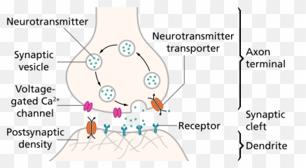 Causing Your Mood Problems - Synaptic Cleft Emoji,Neurotransmitters And Emotions