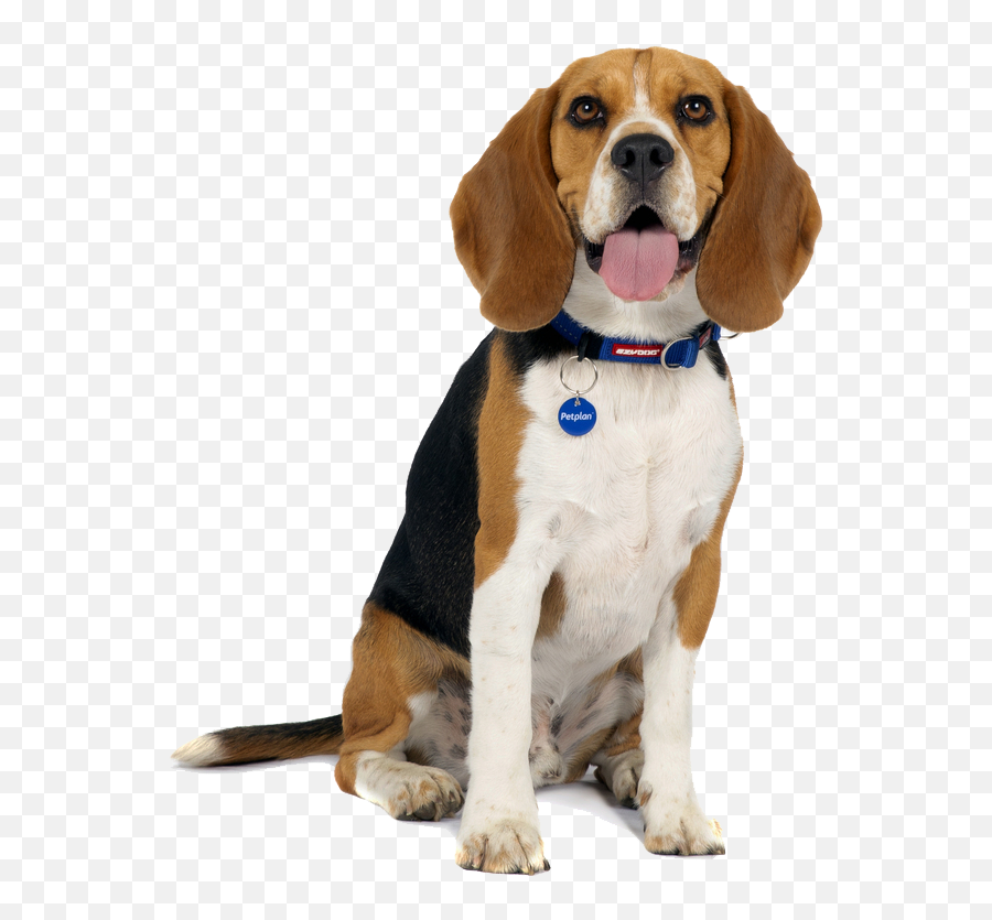 Beagle Temperament Lifespan Grooming Training Petplan Emoji,Positive Emotions When You See A Dog