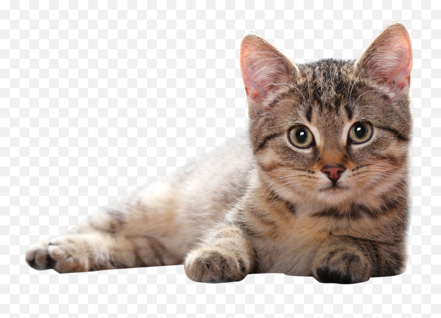 Cute Lying Cat Png Emoji,Tabby Emojis Transparent