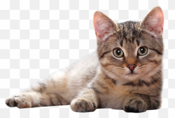 Cute Lying Cat Png Emoji,Tabby Emojis Transparent