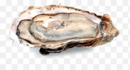 Popular And Trending - Fresh Oysters Emoji,Oyster Emoji
