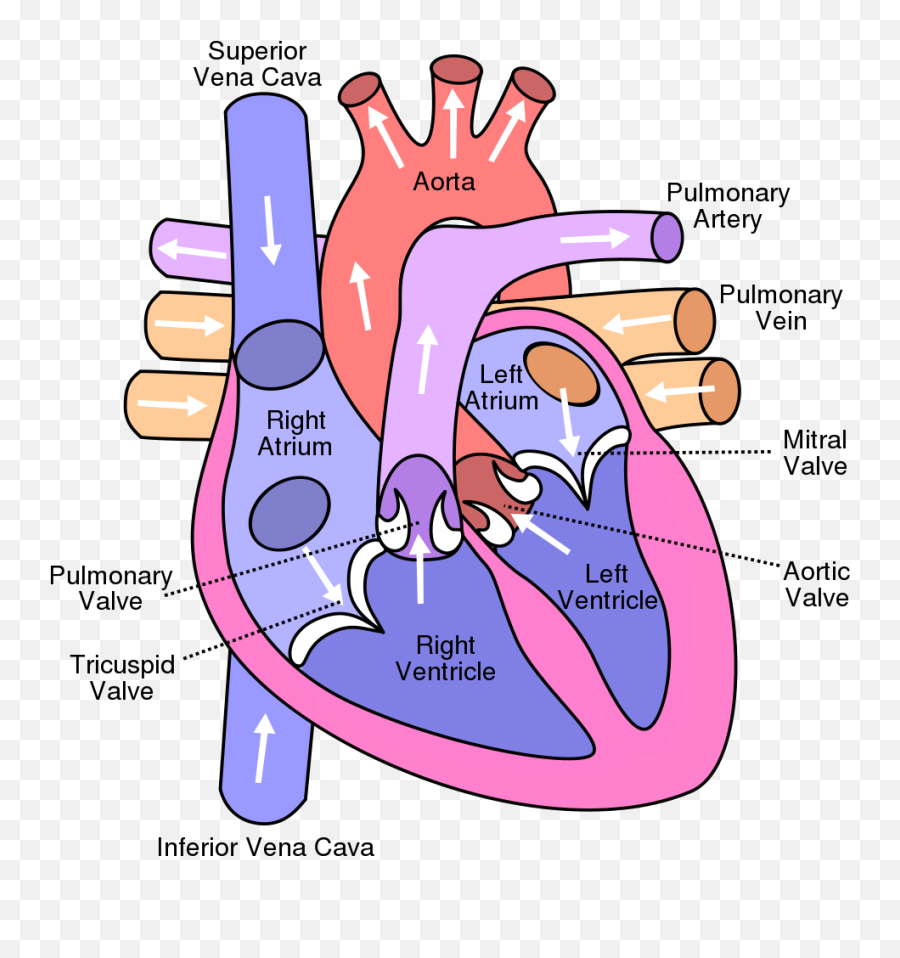 Diagram Stomach Diagram Labelled Full Version Hd Quality Emoji,Fiero Emotion