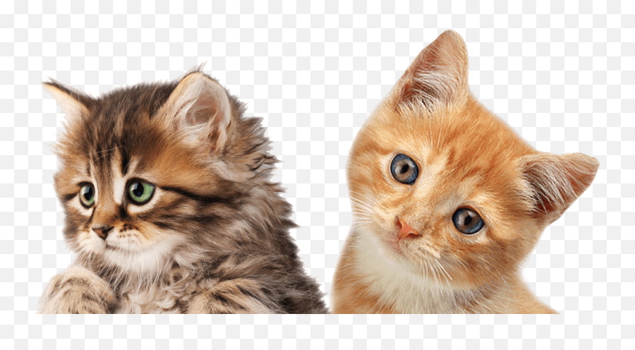 Puppies And Kittens Animal Clinic Of Billings - Meme Me Perdonas Emoji,Emotion Controlled Cat Ears
