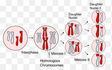 Meiosis - Stages Of Meiosis Emoji,Emotion Theory Exampes