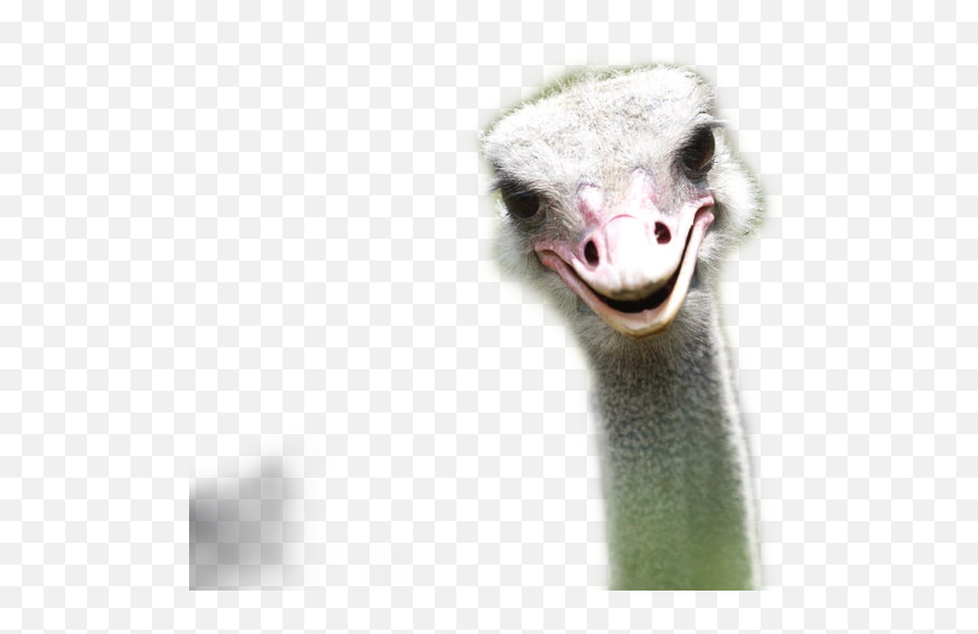 Ostrich Sticker - Long Emoji,Ostrich Emoji