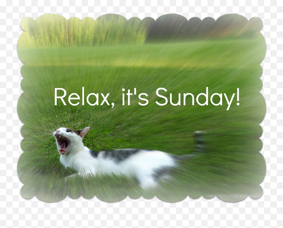 Sunday Best - Happy Sunday Lazy Cat Emoji,Cat Emotions And Body Language