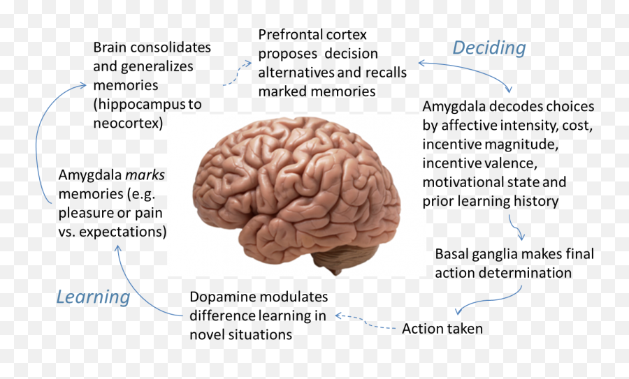 The U201cwowu201d Effect Service Excellence Partners - Neuro Clinic Emoji,Dopamine Emotion