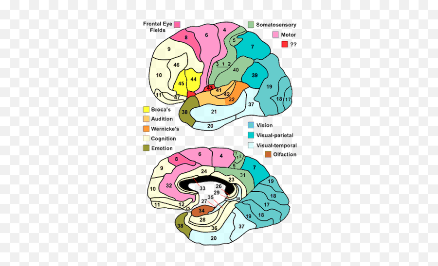 Structural Abstractions In Brains And Graphs Datastax - Brodmann Areas Of The Brain Emoji,Part Of Brain For Emotion