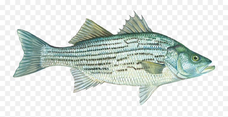 Newalla Fish Company - Newalla Fish Company Georgia Hybrid Bass Emoji,Facebook Emoticons Hit With Fish
